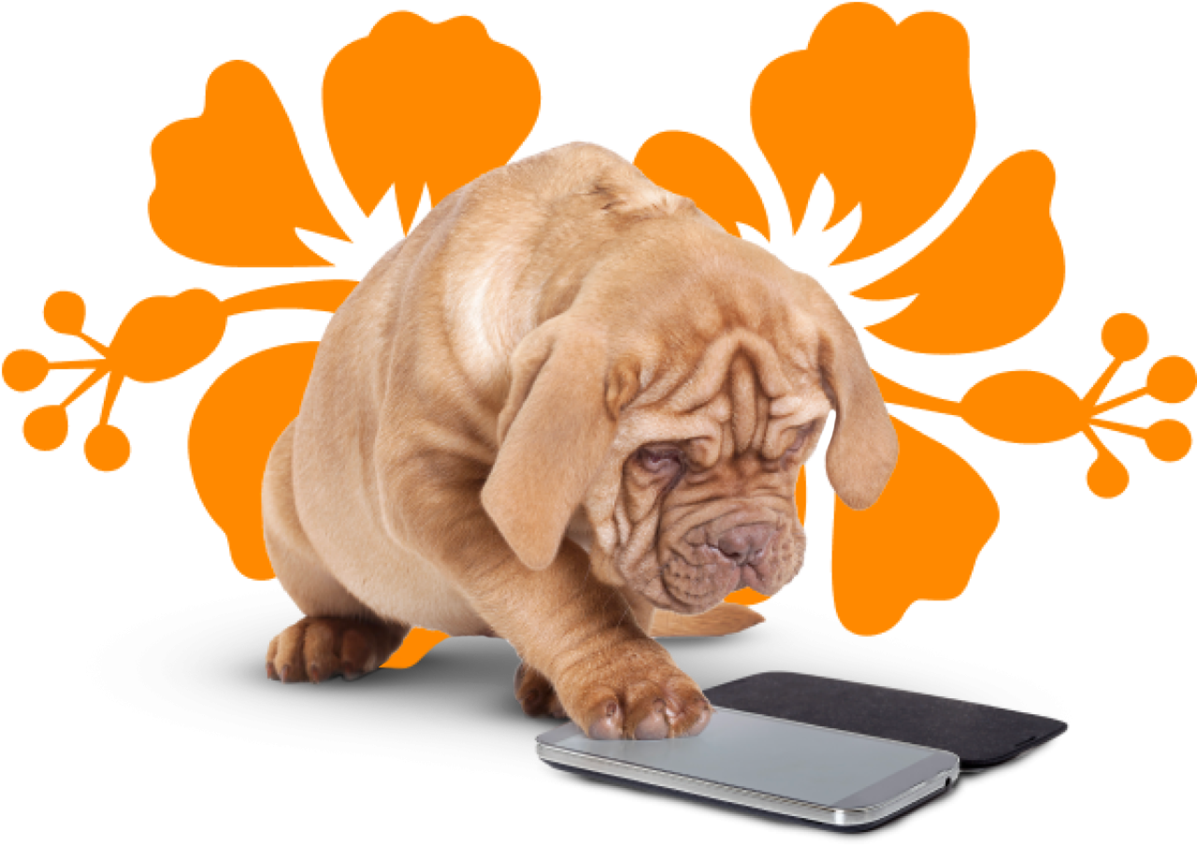 Animal Image