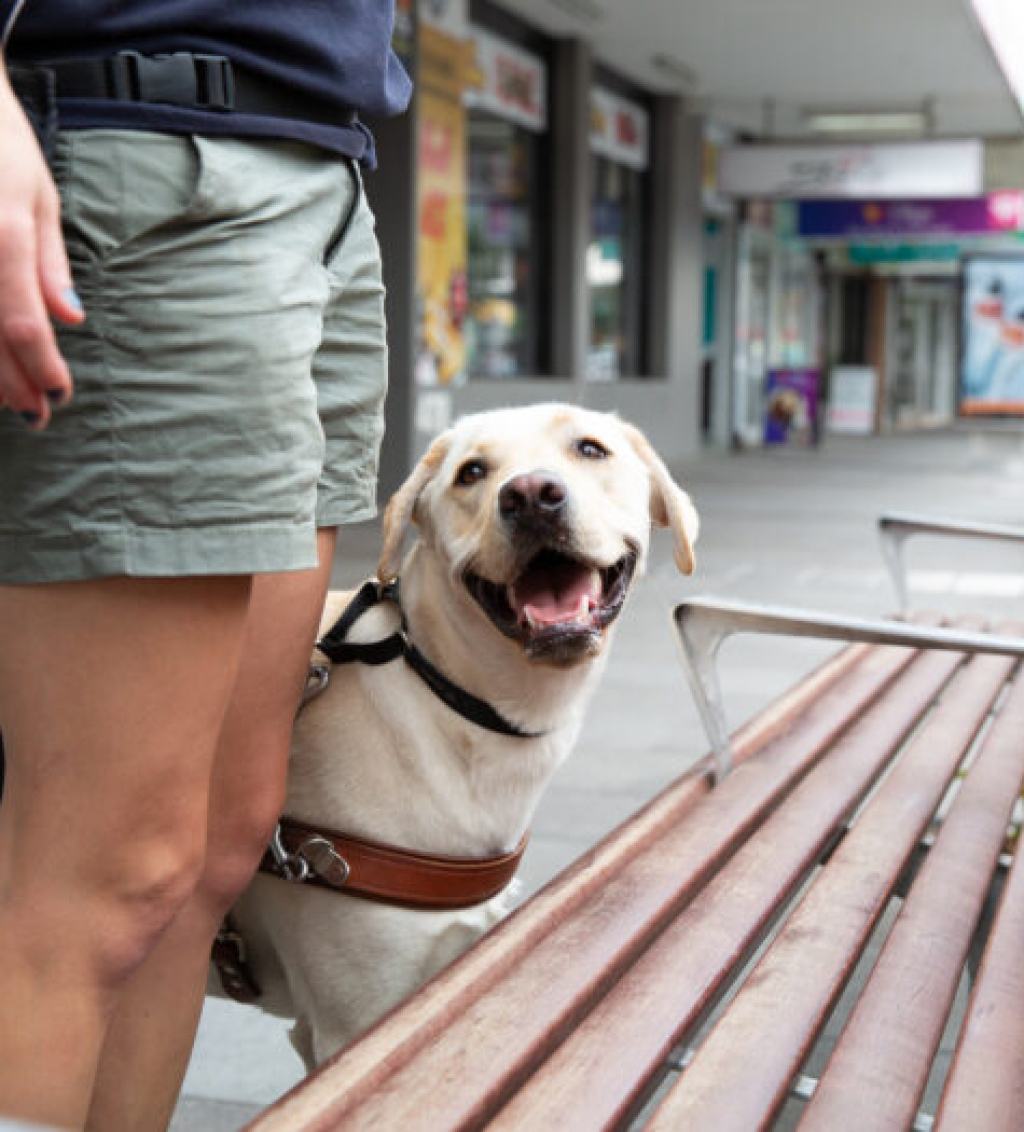 Guide Dogs SA/NT