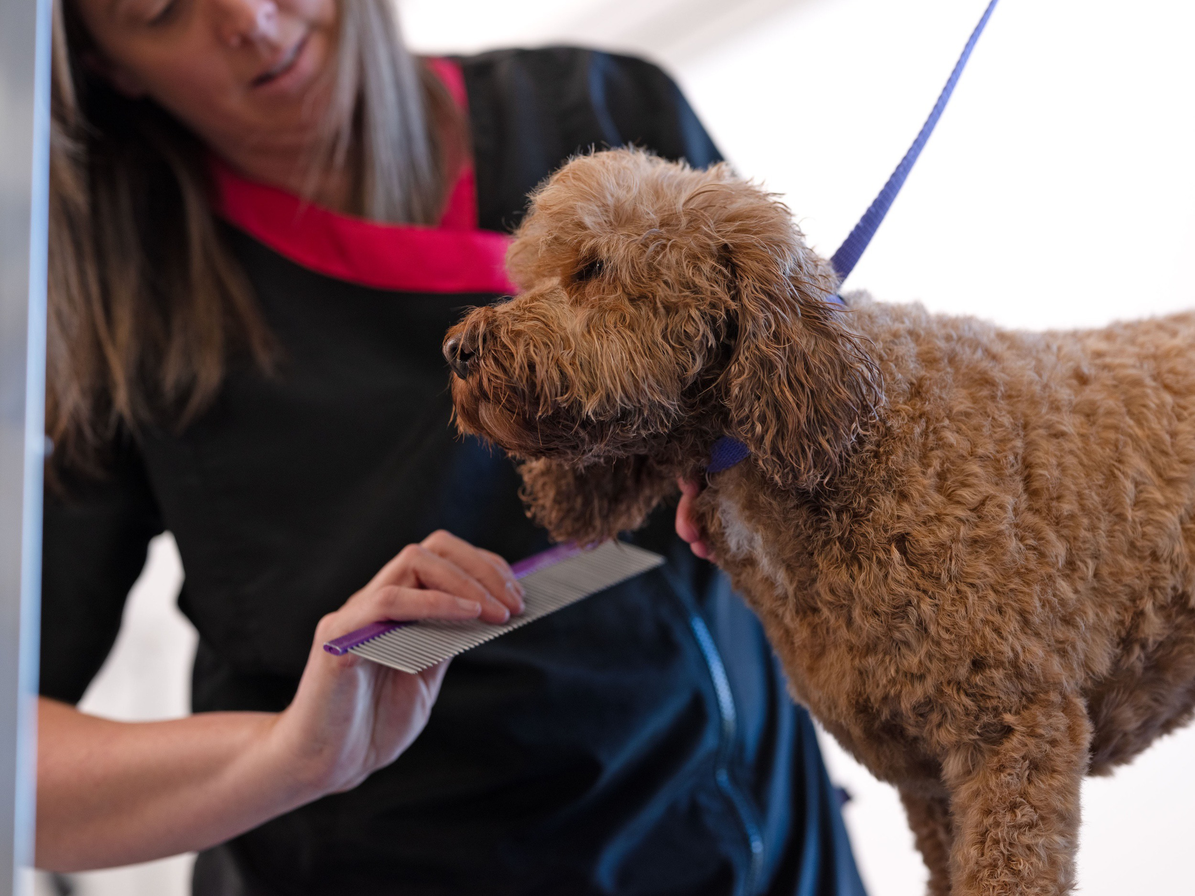Pet Medicine